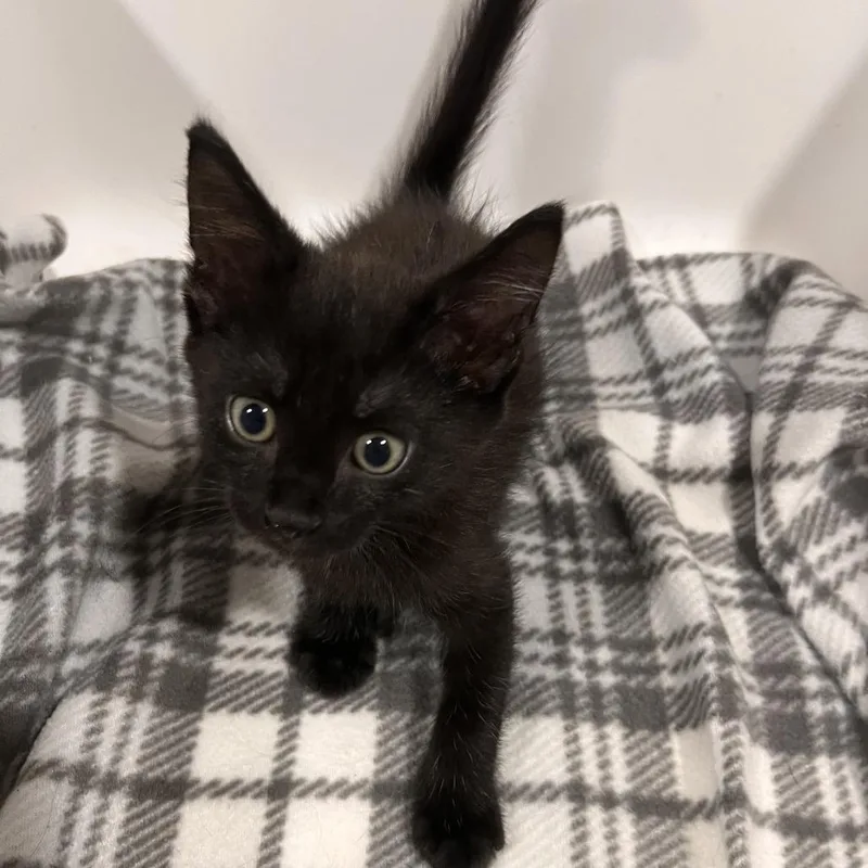 A baby small-sized male Black Domestic Short Hair cat named Yoshi for adoption in Washburn, MO