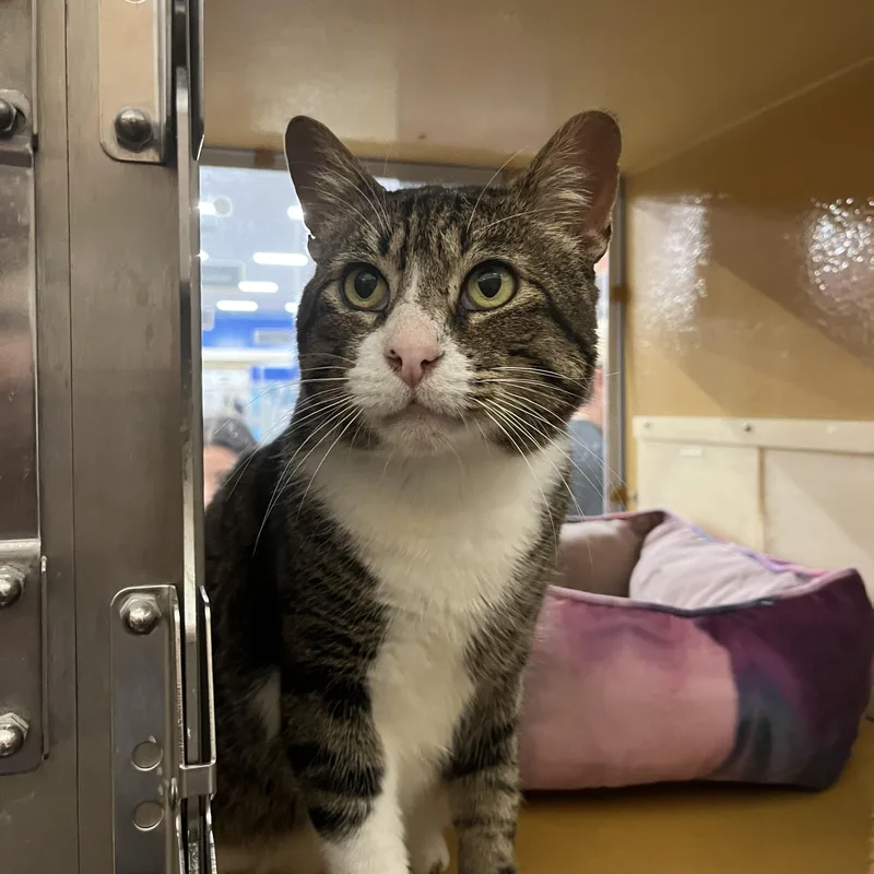 An adult large-sized male Tabby (Gray / Blue / Silver) Domestic Short Hair cat named Gizmo for adoption in Tustin, CA