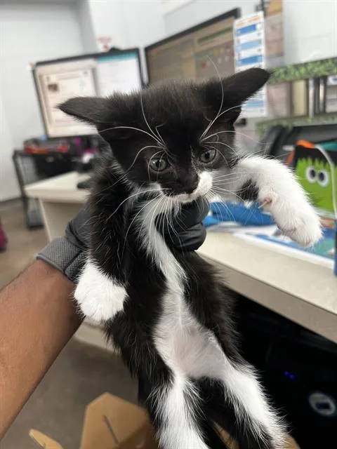 A baby medium-sized female Domestic Medium Hair cat named Pearl for adoption in Dallas, TX