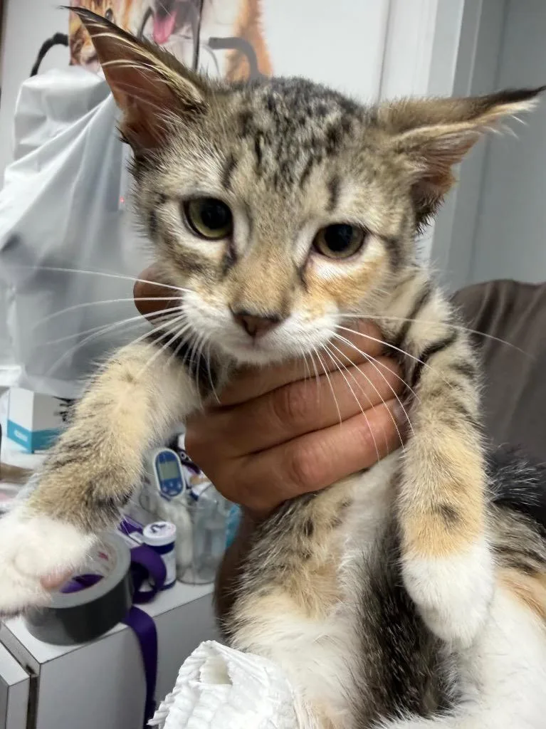 A baby medium-sized female Domestic Short Hair cat named Taylor for adoption in Pomona, NY