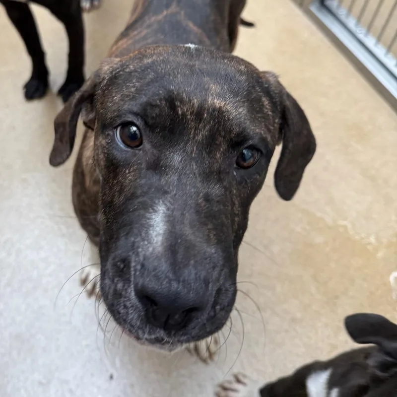 Macadamia thumbnail 3