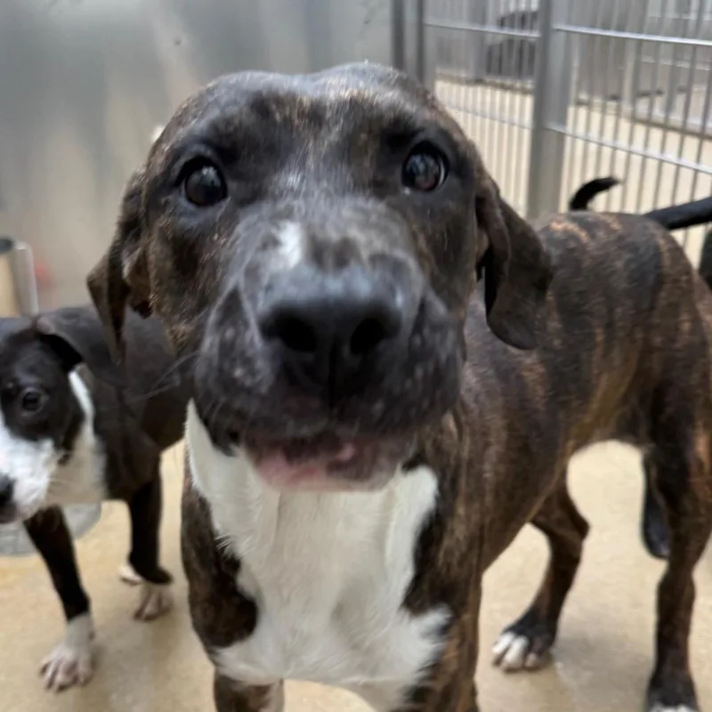 Macadamia thumbnail 5