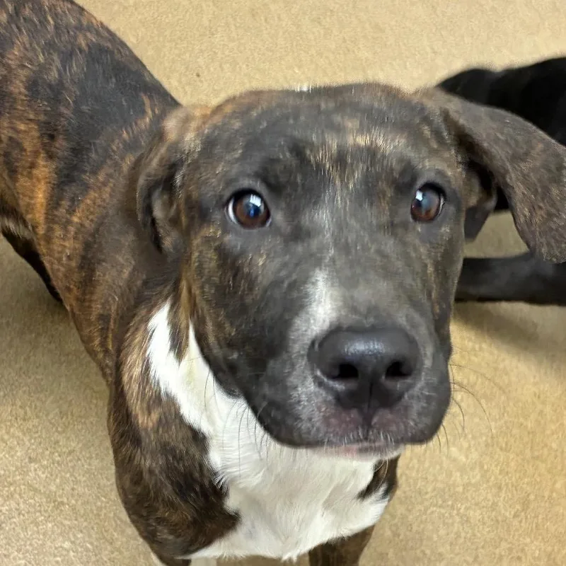 Macadamia thumbnail 6