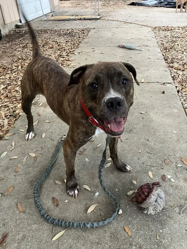 An adult large-sized female Pit Bull Terrier dog named Athena for adoption in Austin, TX