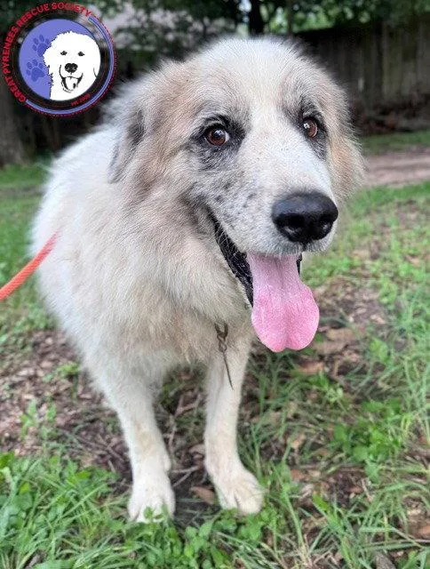 An adult large-sized male Great Pyrenees dog named Tucker for adoption in Spring, TX