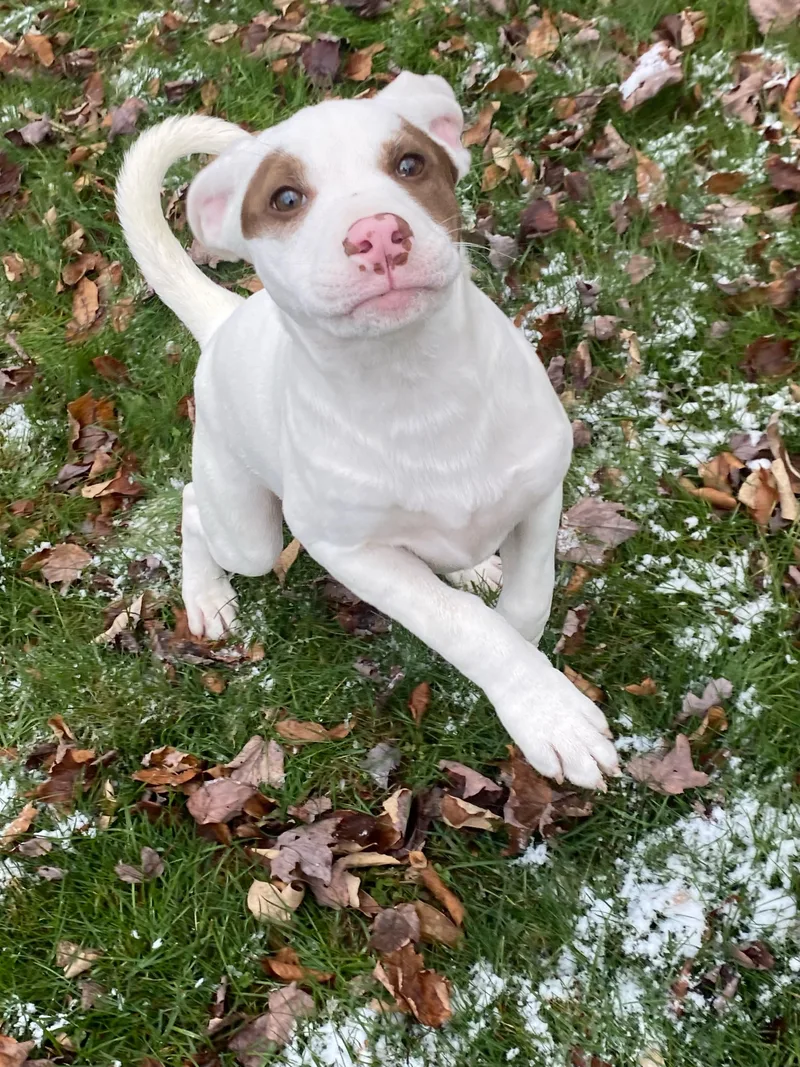 A baby medium-sized female White / Cream American Bulldog dog named Asti for adoption in Jeffersonville, NY