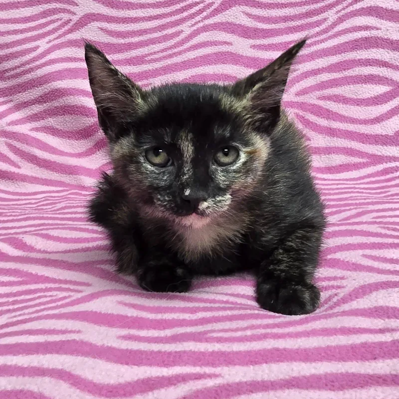 A baby medium-sized female Tortoiseshell cat named Arden for adoption in Frankfort, IN