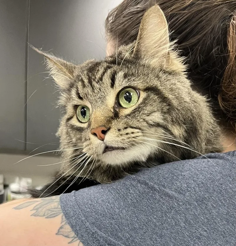 An adult large-sized male Gray / Blue / Silver Domestic Long Hair cat named Galileo for adoption in Dallas, TX
