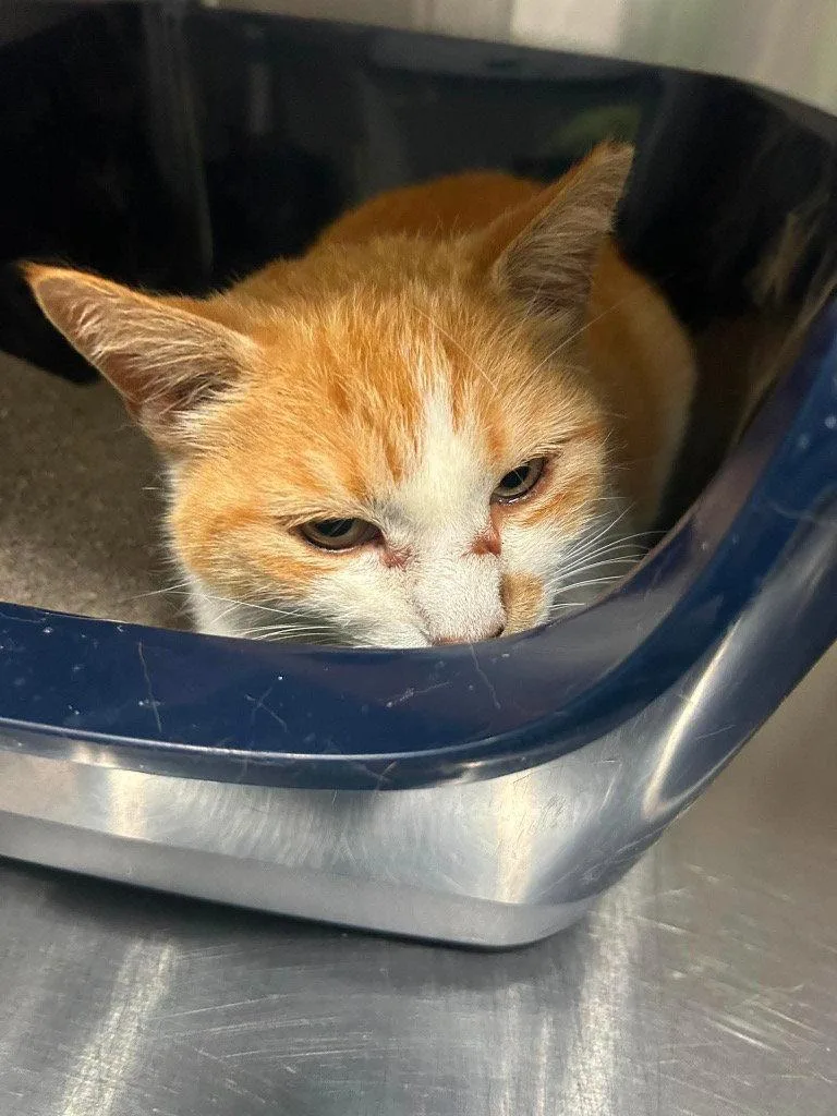 A young small-sized male Orange & White Domestic Short Hair cat named Lava Cake for adoption in Saint George, UT