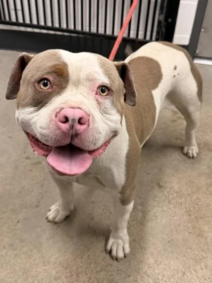 A young large-sized male White / Cream Pit Bull Terrier dog named Magnus for adoption in Cleveland, OH