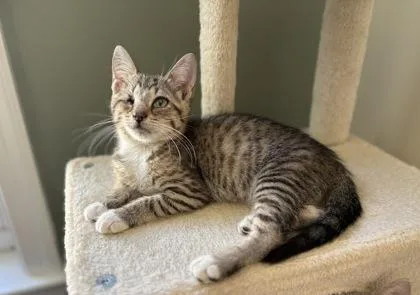 A baby small-sized female Domestic Short Hair cat named Watermelon for adoption in West Chester, PA