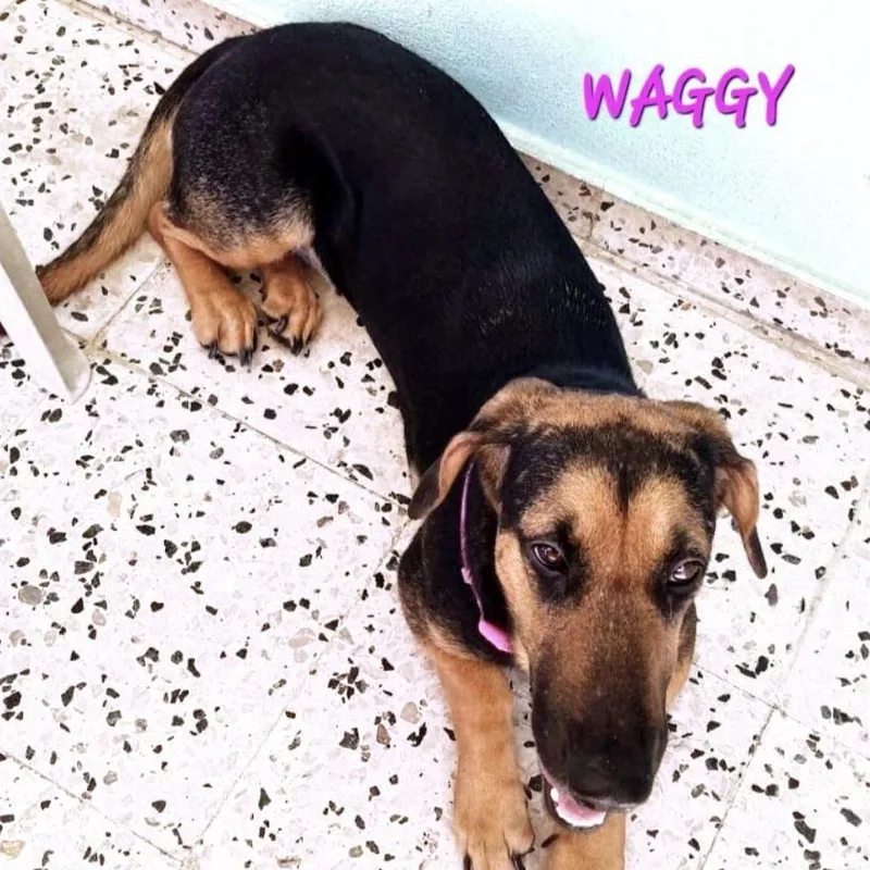 A young medium-sized female Brown / Chocolate Basset Hound dog named WAGGYin NY for adoption in New York, NY