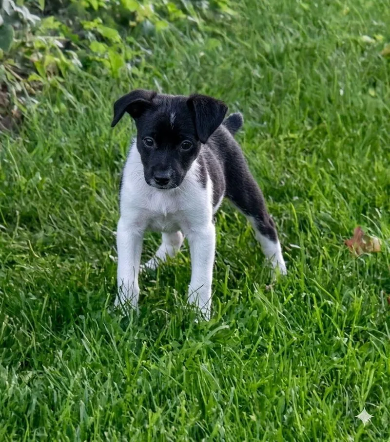 Briar