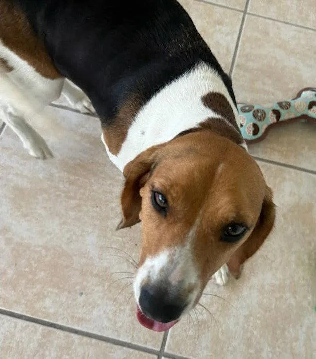 A young medium-sized female Beagle dog named Dixie Lee for adoption in Dunnellon, FL