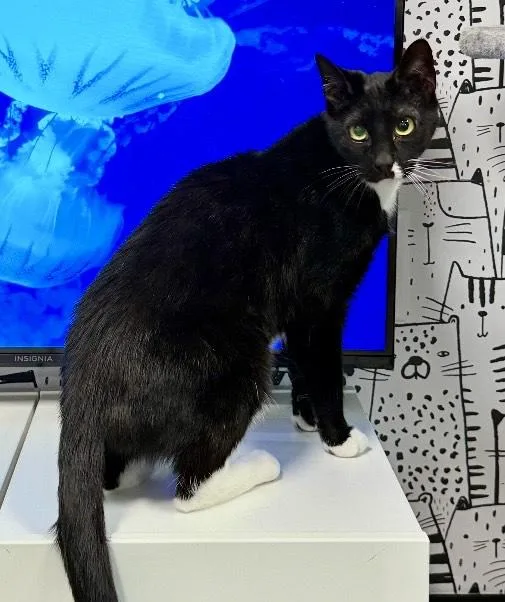 An adult medium-sized female Black & White / Tuxedo Domestic Short Hair cat named Jasmine for adoption in Cortland, OH