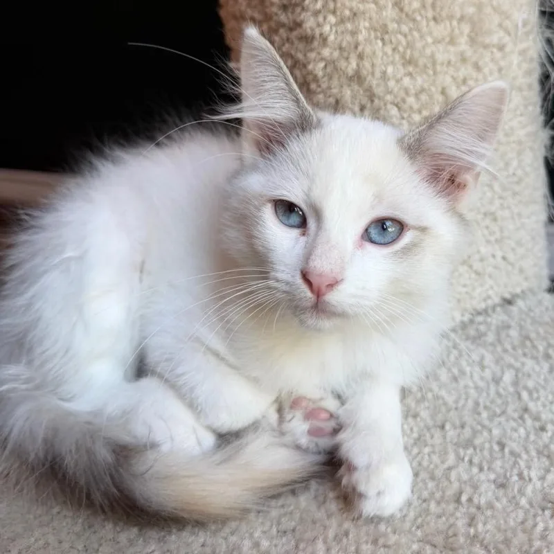 A baby small-sized female White Domestic Short Hair cat named Megan for adoption in Laredo, TX