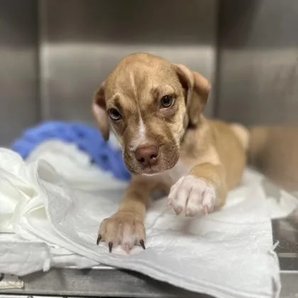 A baby medium-sized male Labrador Retriever dog named Brownie for adoption in Morton Grove, IL