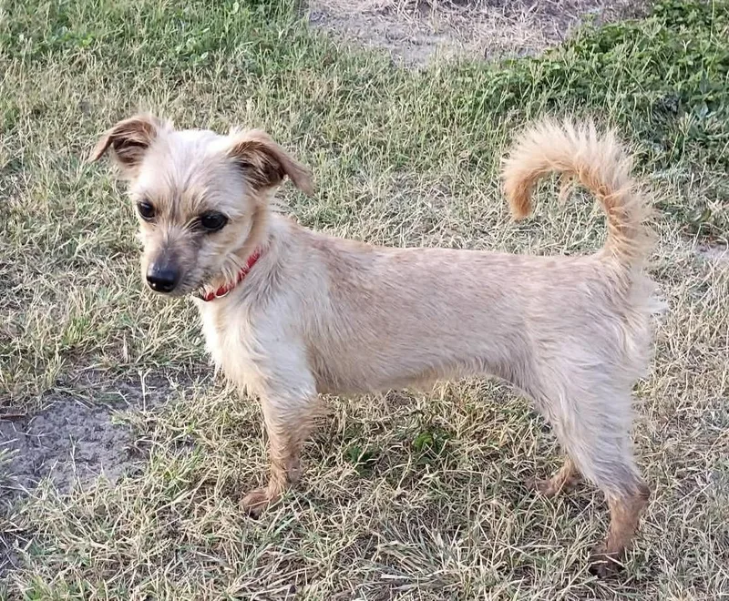 A young small-sized female White / Cream Yorkshire Terrier dog named Penelope for adoption in Austin, TX
