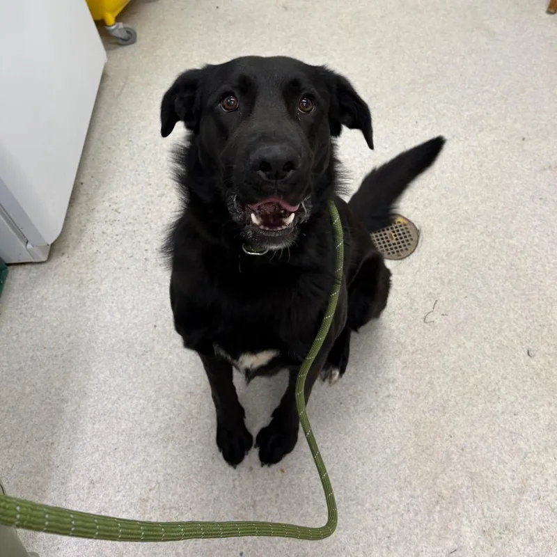 A young large-sized male Black Mixed Breed dog named Apollo for adoption in Spokane, WA