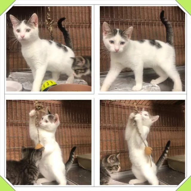 A baby small-sized male White Domestic Short Hair cat named Jim Bob for adoption in Buckhannon, WV