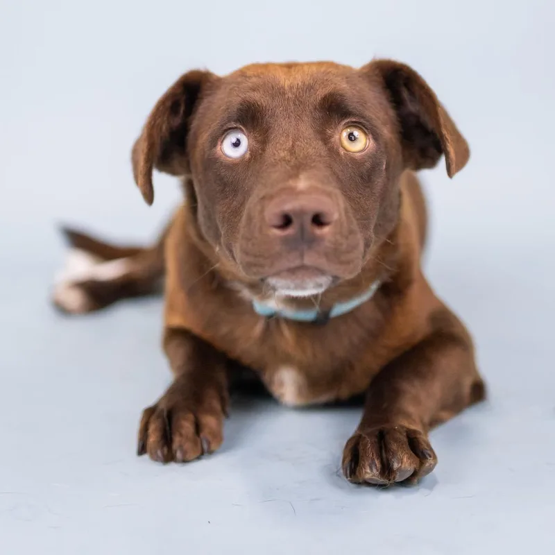A young medium-sized female Brown / Chocolate Mixed Breed dog named Felt for adoption in Portland, OR