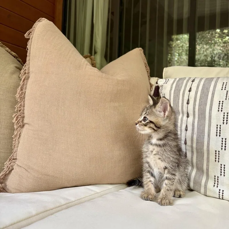 A baby small-sized male Brown / Chocolate Domestic Short Hair cat named Krill for adoption in Austin, TX