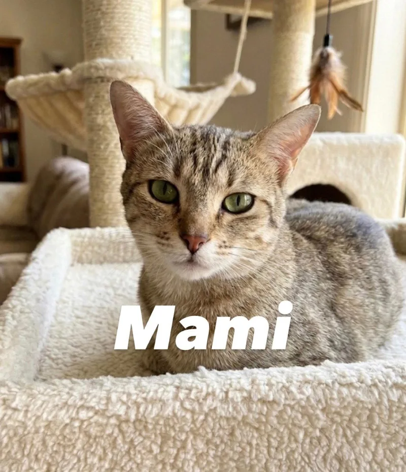An adult medium-sized female Domestic Short Hair cat named Mami for adoption in Chandler, AZ