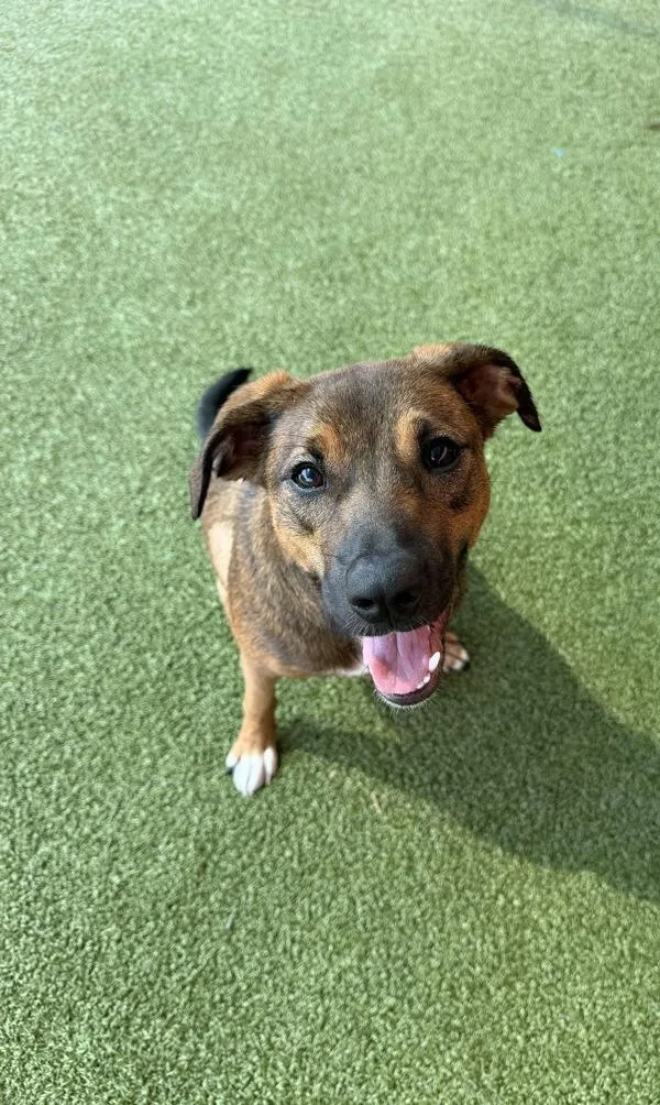 A young medium-sized female Hound dog named Penny for adoption in Canton, GA