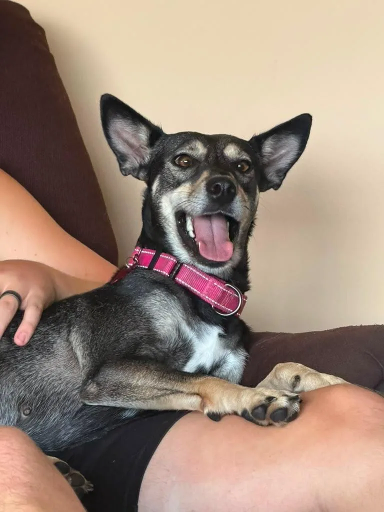 An adult medium-sized female Bicolor German Shepherd Dog dog named Gissel the hug lover for adoption in Houston, TX