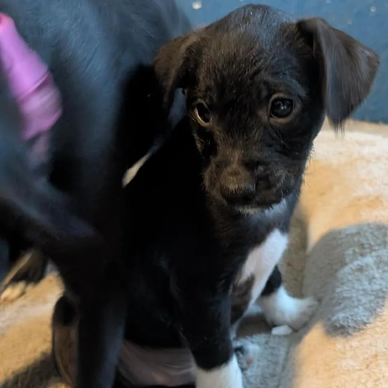 Haddonfield thumbnail 3