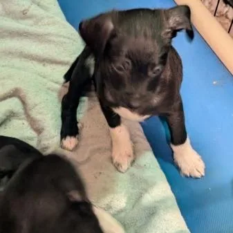 Haddonfield thumbnail 4