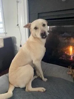 An adult medium-sized female Husky dog named Hen for adoption in Candler, NC