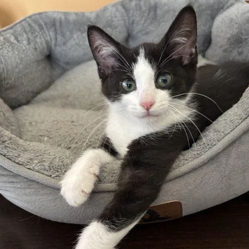 A baby small-sized male Domestic Short Hair cat named Newman for adoption in Kenosha, WI