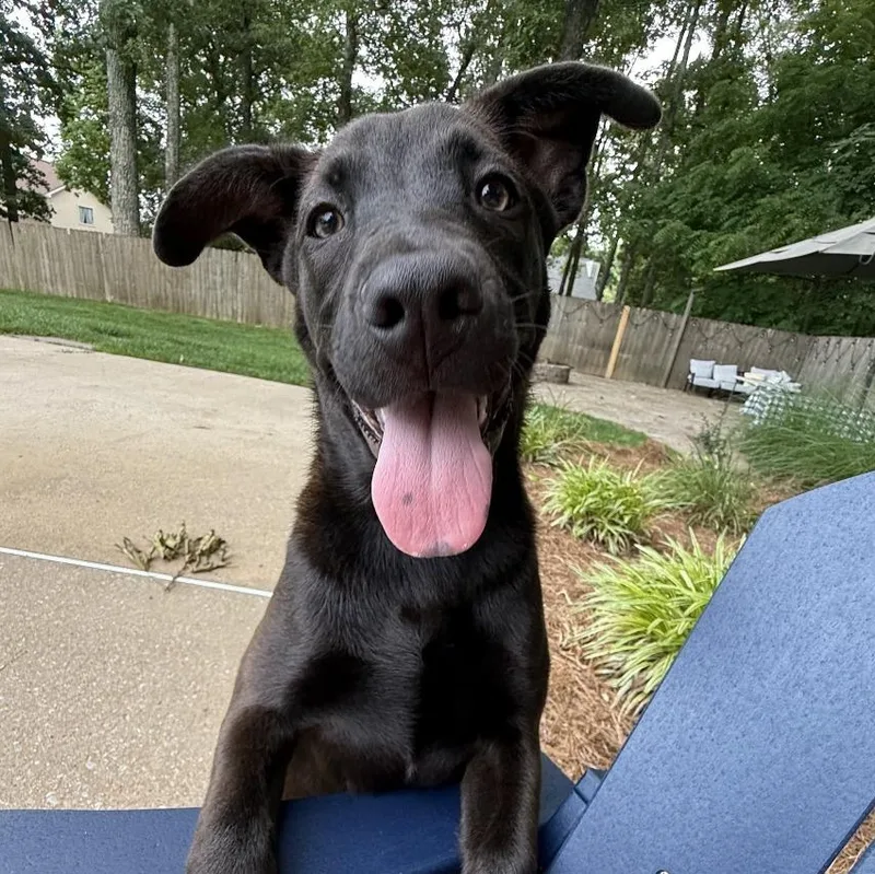 A baby medium-sized female Brown / Chocolate Shepherd dog named Matzoball for adoption in Chattanooga, TN