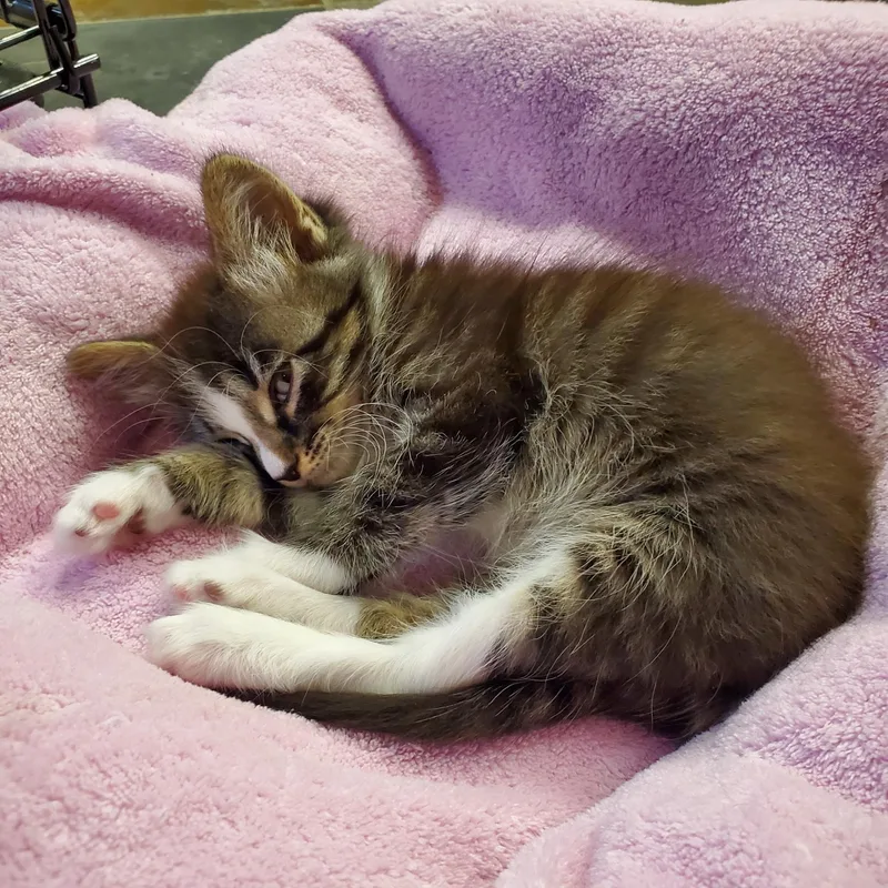 Foxglove thumbnail 2