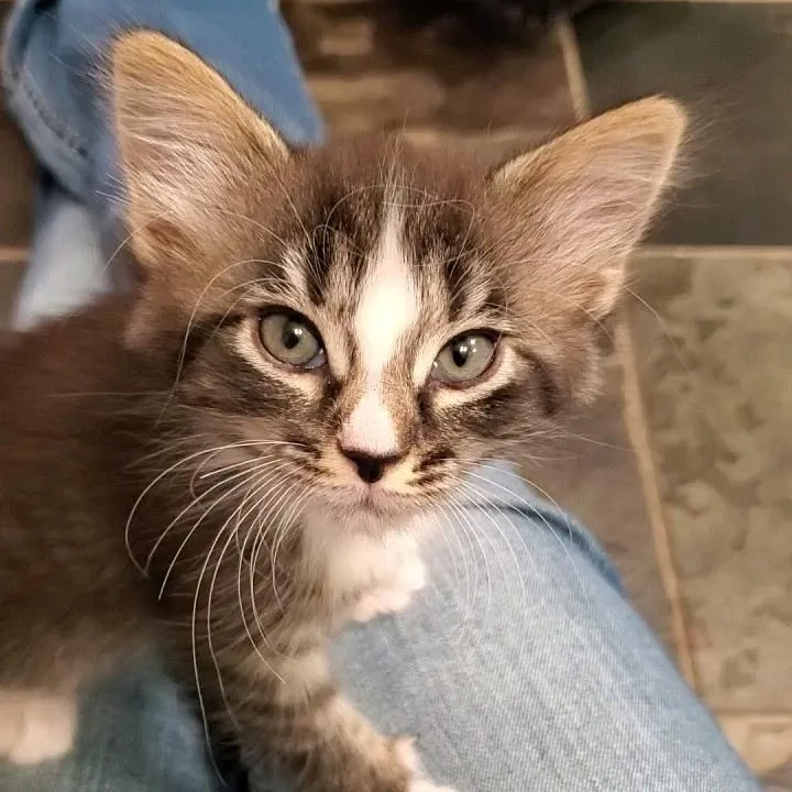 Foxglove thumbnail 4