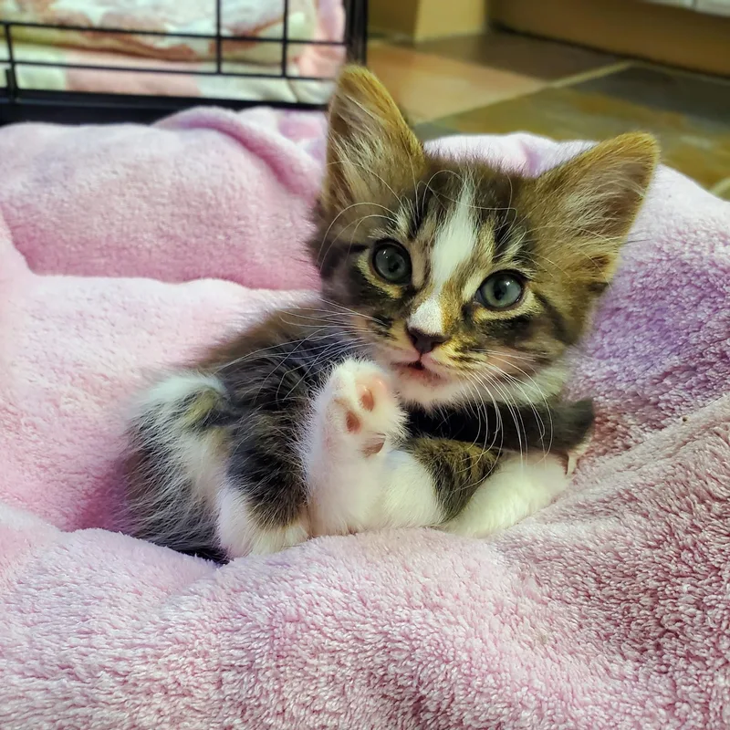 Foxglove thumbnail 5