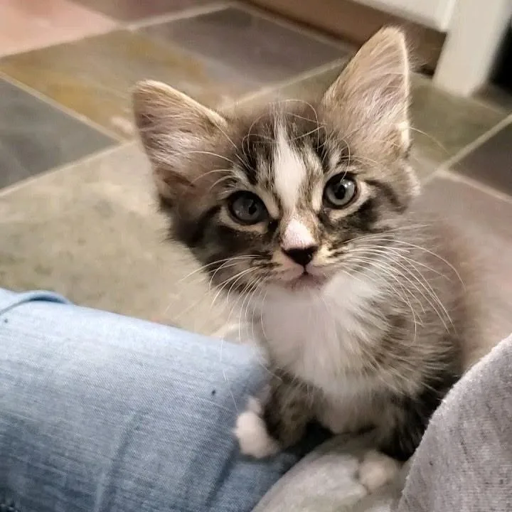 Foxglove thumbnail 6