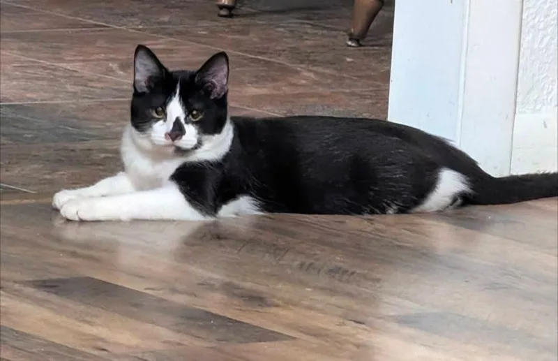 A young medium-sized male Black & White / Tuxedo Domestic Short Hair cat named Fish for adoption in Metamora, IL