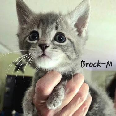 A baby small-sized male American Shorthair cat named Brock for adoption in Danbury, CT