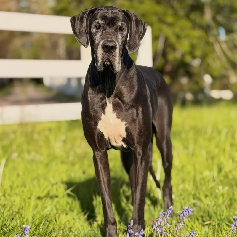 An adult extra large-sized female Black Great Dane dog named Ivy for adoption in Riverside, CA