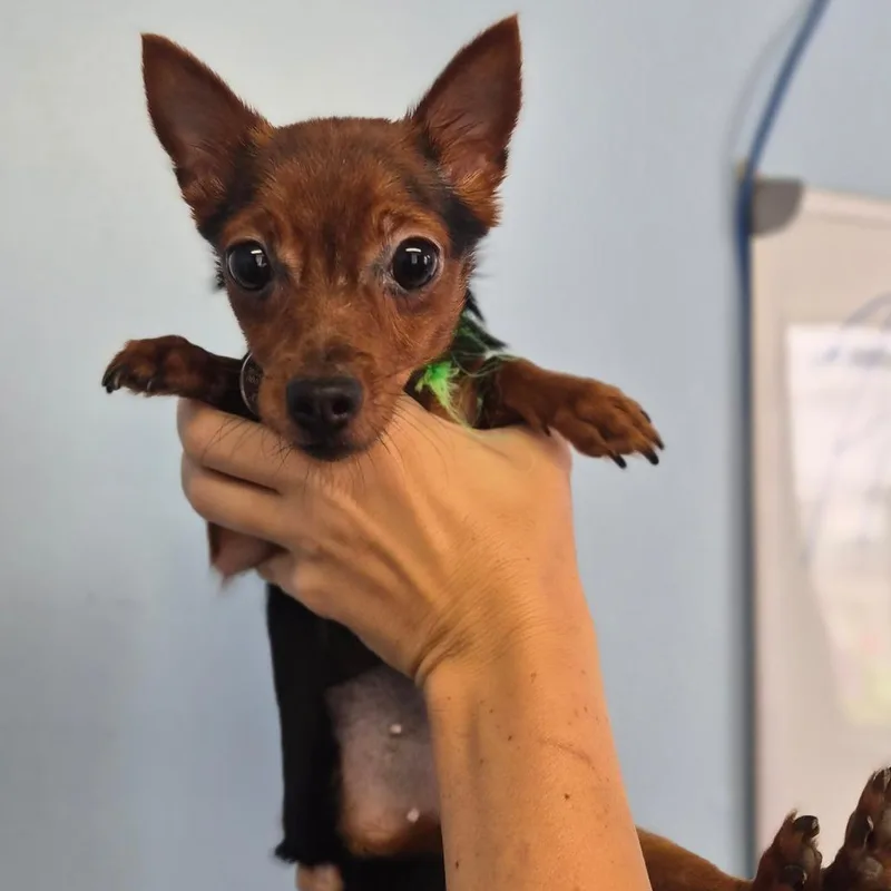 A young small-sized female Black Chihuahua dog named KungKung for adoption in Wahiawa, HI
