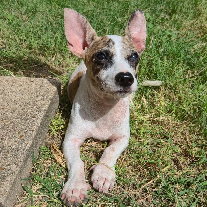 A baby small-sized male White / Cream Dachshund dog named Huey for adoption in San Antonio, TX