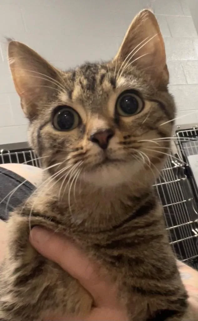 A baby medium-sized male Domestic Short Hair cat named Marshall for adoption in Henderson, NC