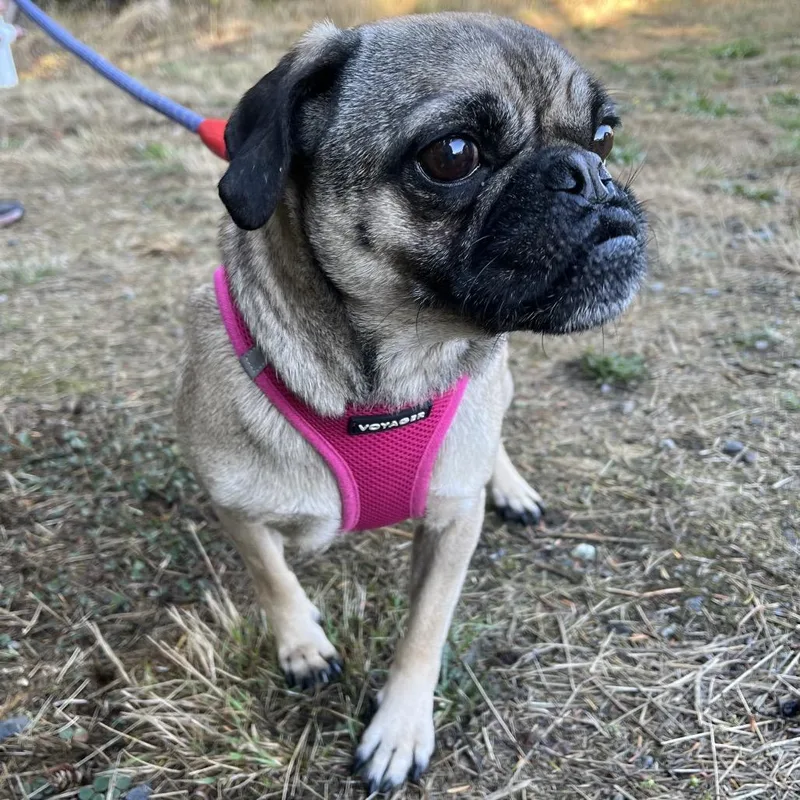 An adult small-sized female Pug dog named Poppy for adoption in Port Angeles, WA