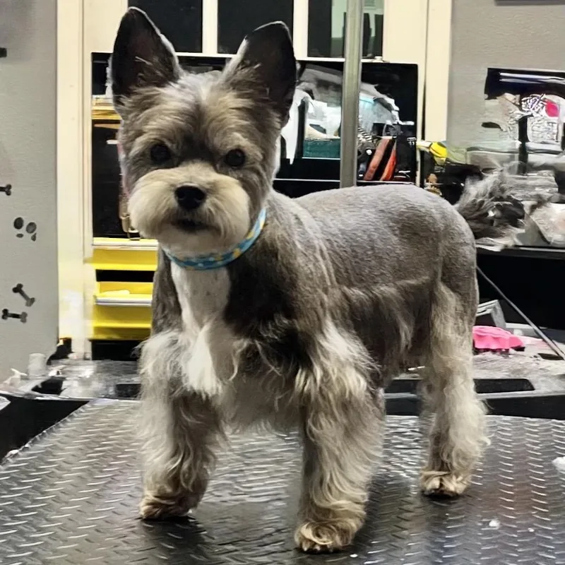 A senior small-sized female Brown / Chocolate Schnauzer dog named Sophie for adoption in Conroe, TX