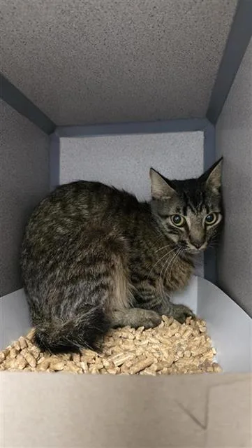 A young medium-sized male Domestic Short Hair cat named 1-9 for adoption in San Antonio, TX