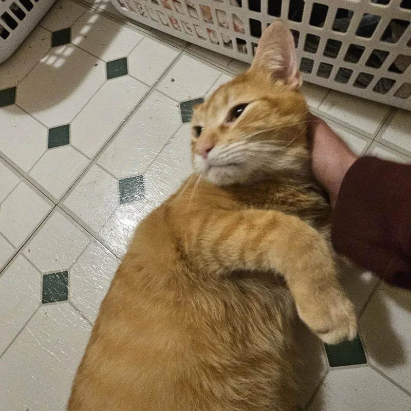 Dash Coming In thumbnail 2