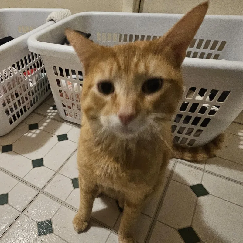 Dash Coming In thumbnail 3