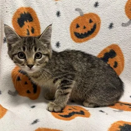 A baby small-sized female Domestic Short Hair cat named Thumper for adoption in Janesville, WI